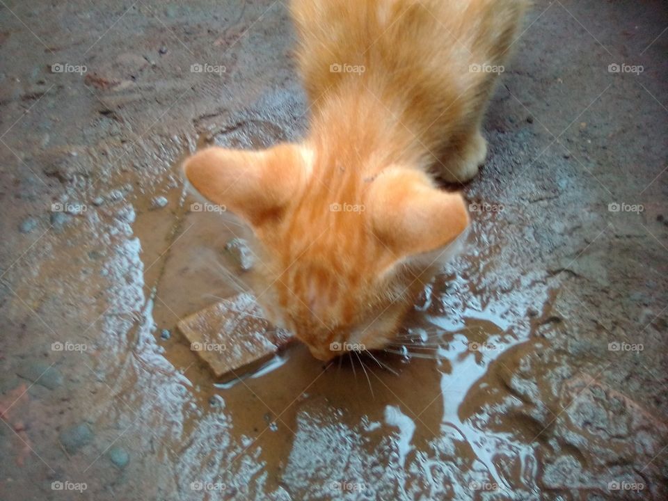 my cat drinking rai