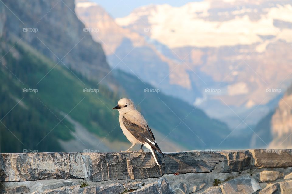 Clark's Nutcracker bird closeup foreground with scenic blue waters and snow capped peaks of Canada's Lake Louise in background; in Albertas Rocky Mountains 