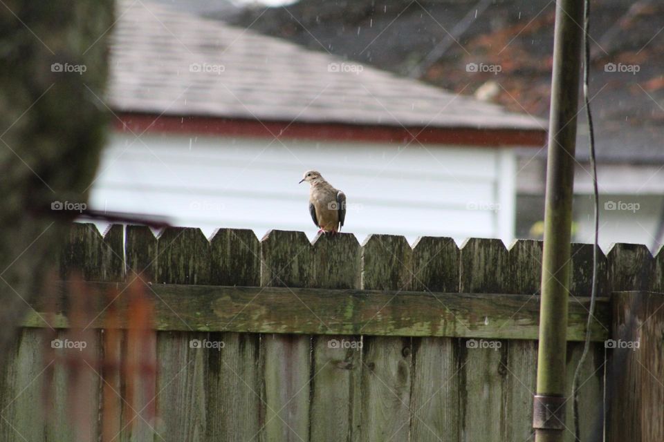 Dove in the rain 