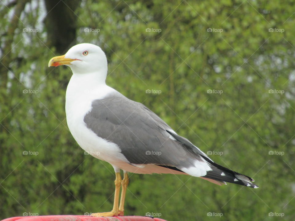 seagull