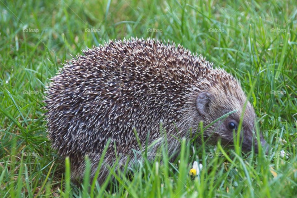 hedgehog in the grass