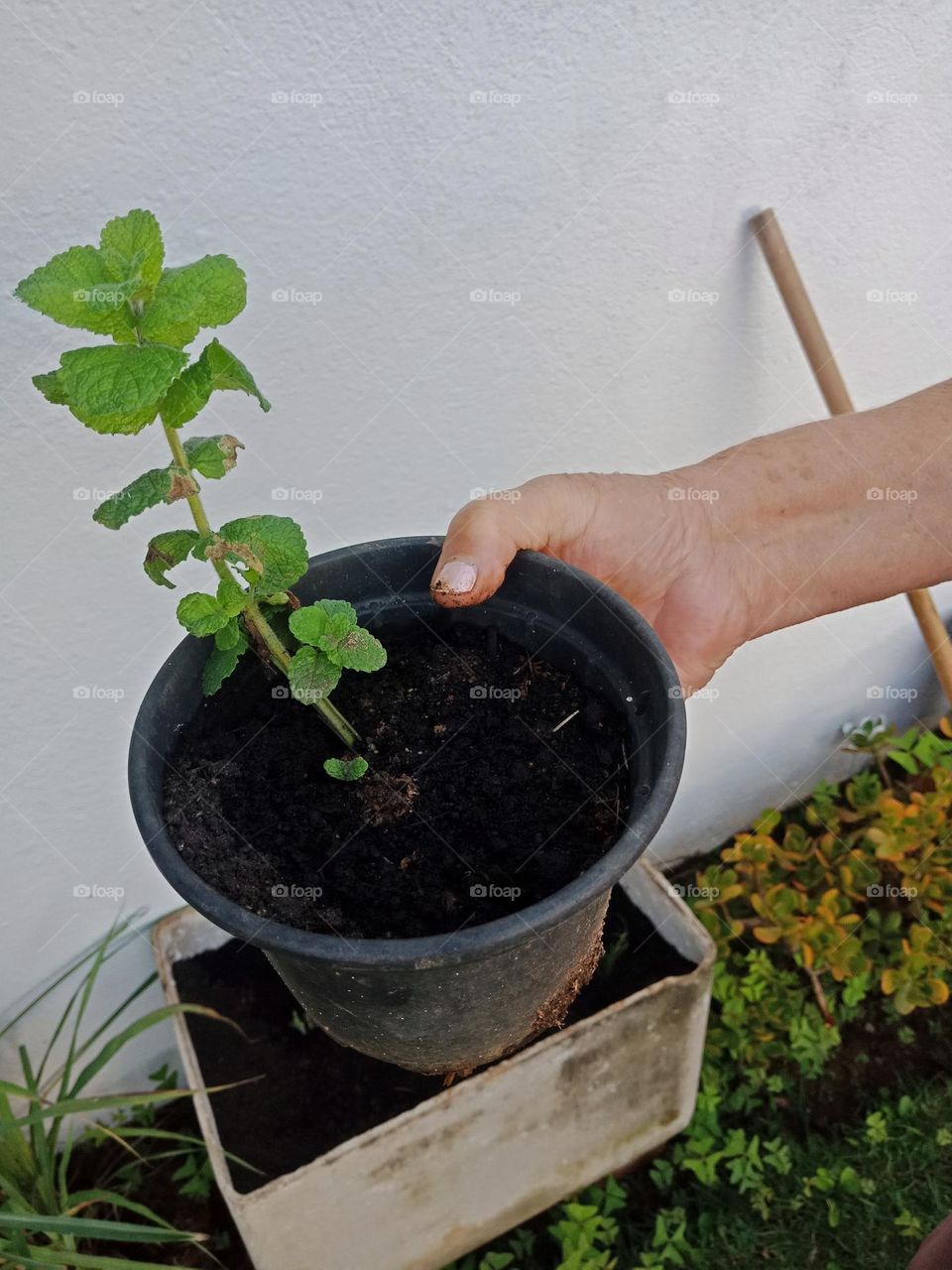 planting mint in a pot