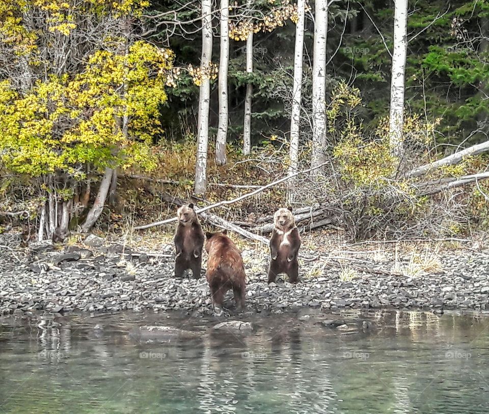 Bears in the forest