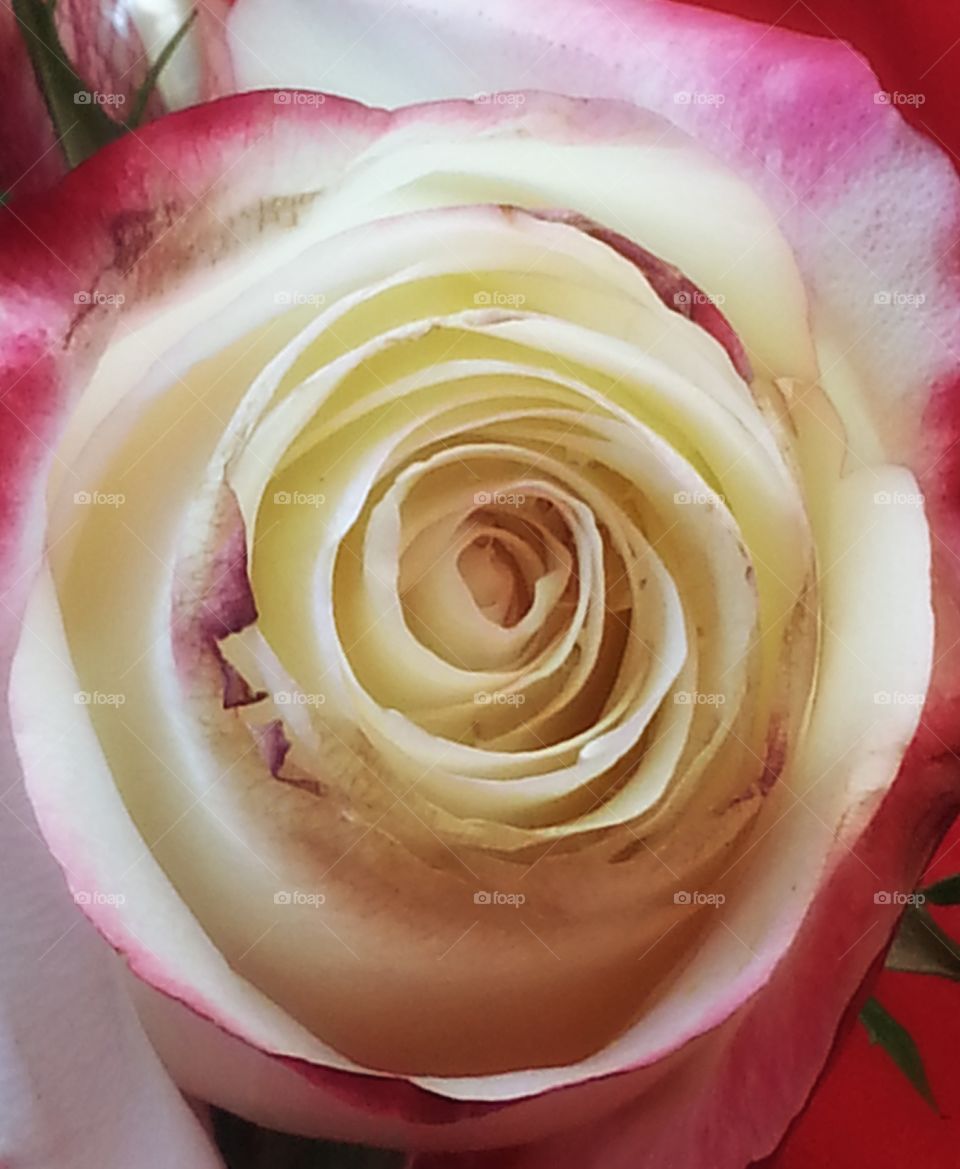 A rose is more than a rose