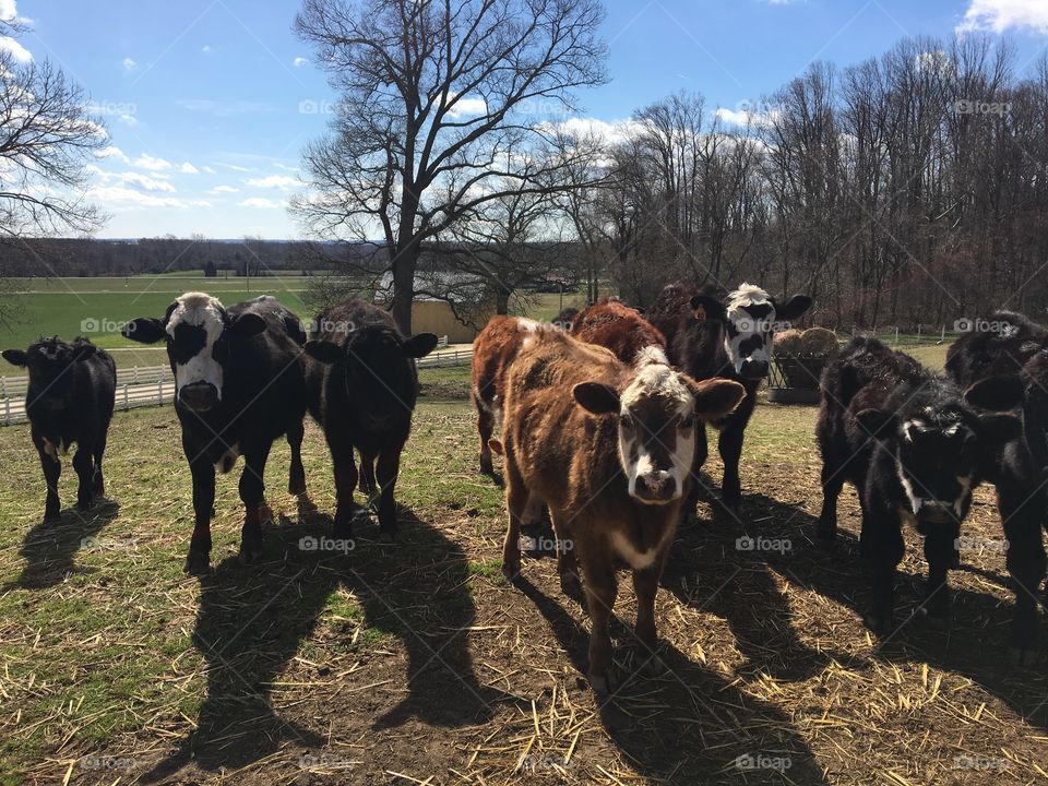Cows on  a Maryland Farm