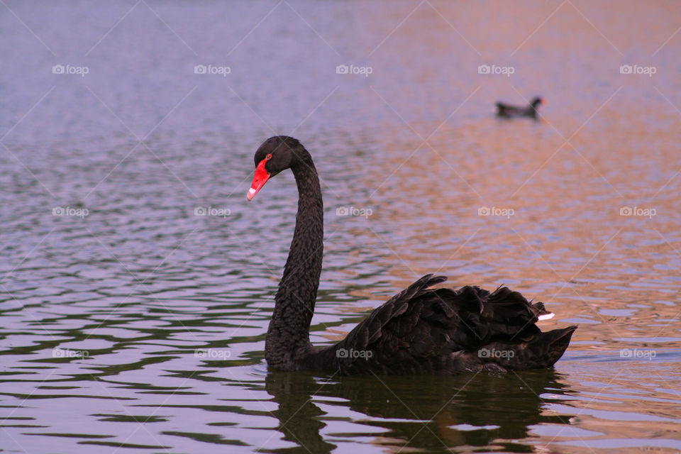 black england water swan by dannytwotaps