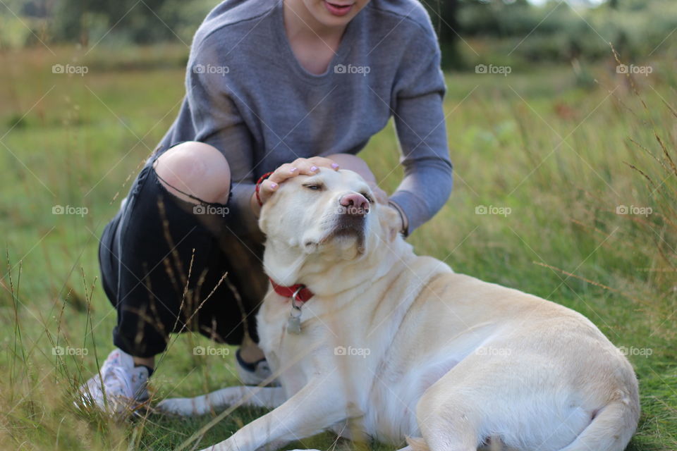 Grass, Dog, Animal, Nature, Mammal