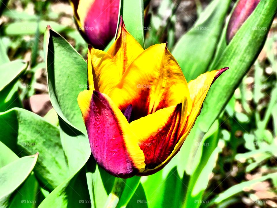 Beautiful spring tulip in Indiana 