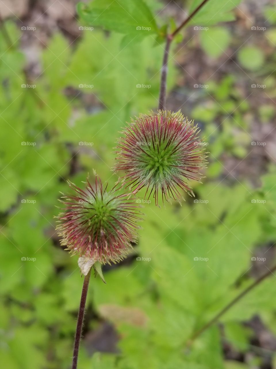 buttercup seed pods