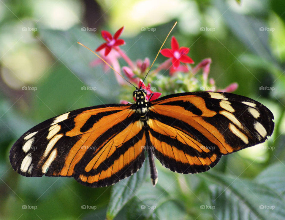 Orange butterfly on red flowers and a green plant 