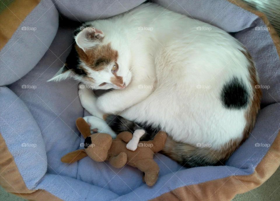 Cat and dog resting