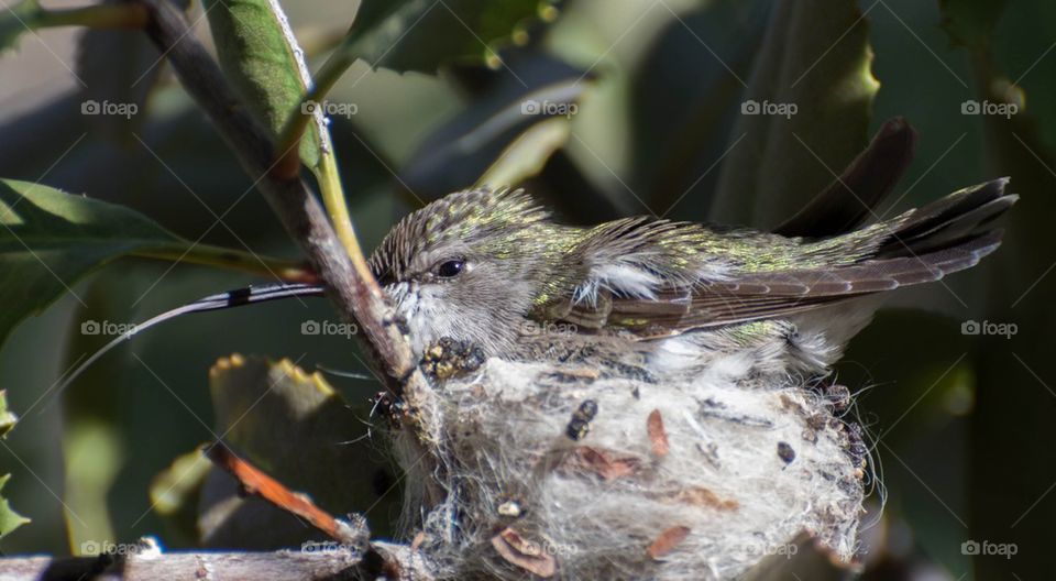 Anna hummingbird in nest