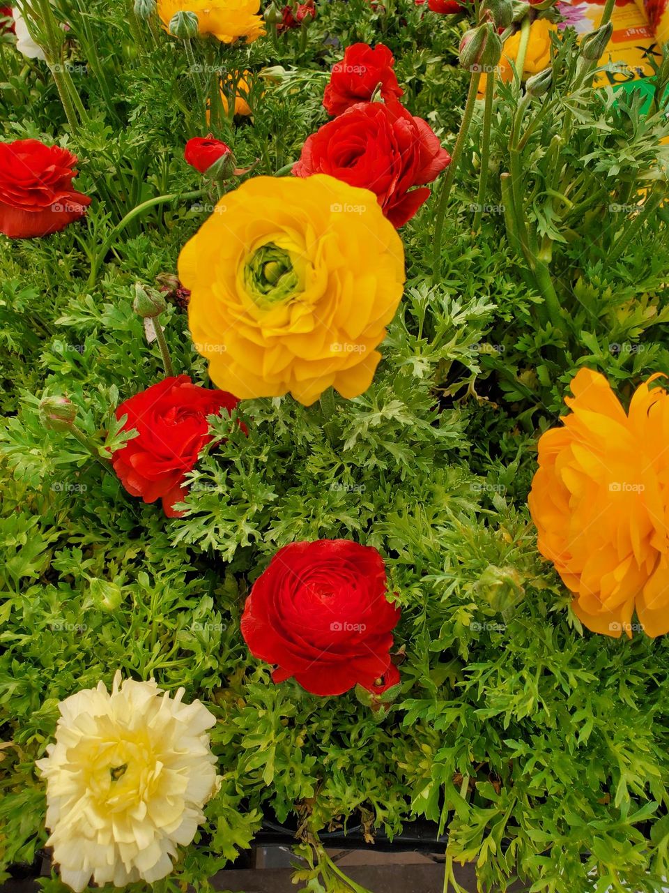 Red and Yellow Flowers in Bloom