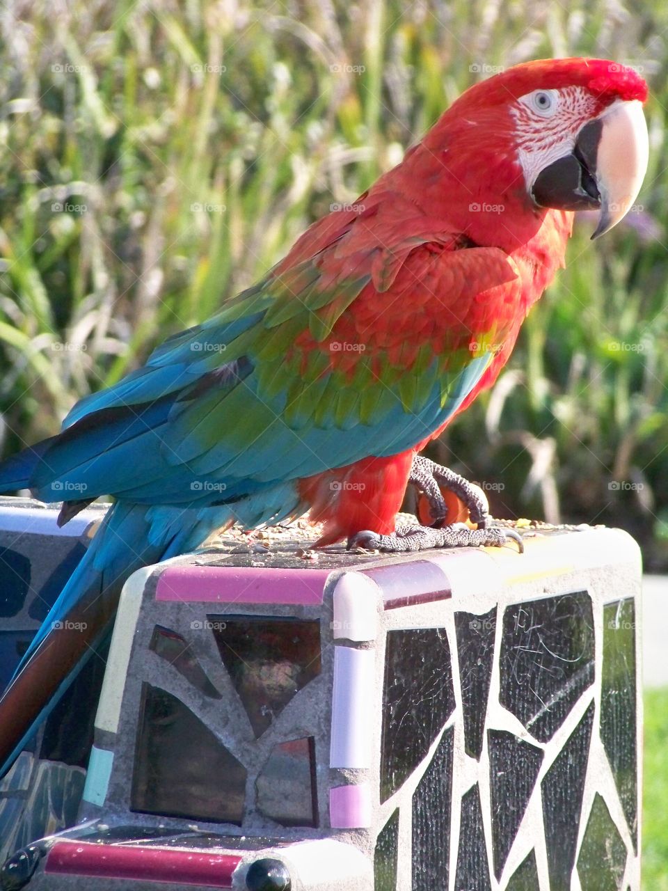 Close-up of colorful parrot