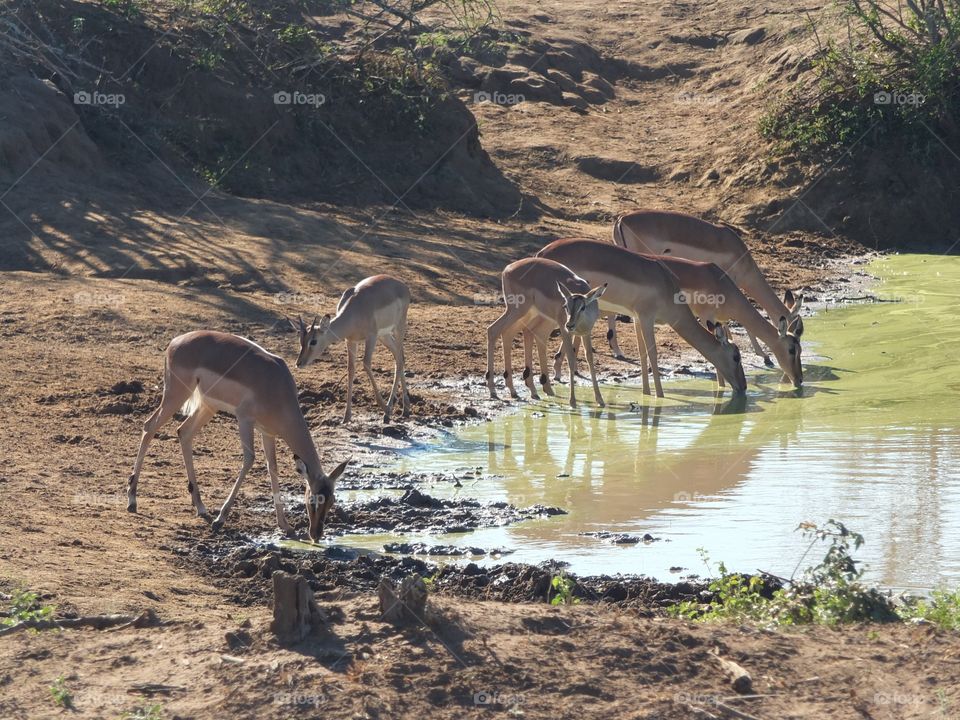 The watering hole 