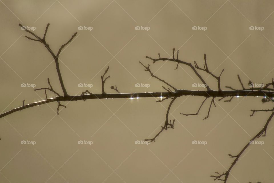 Isolated view of backlit raindrops on a bare tree branch 