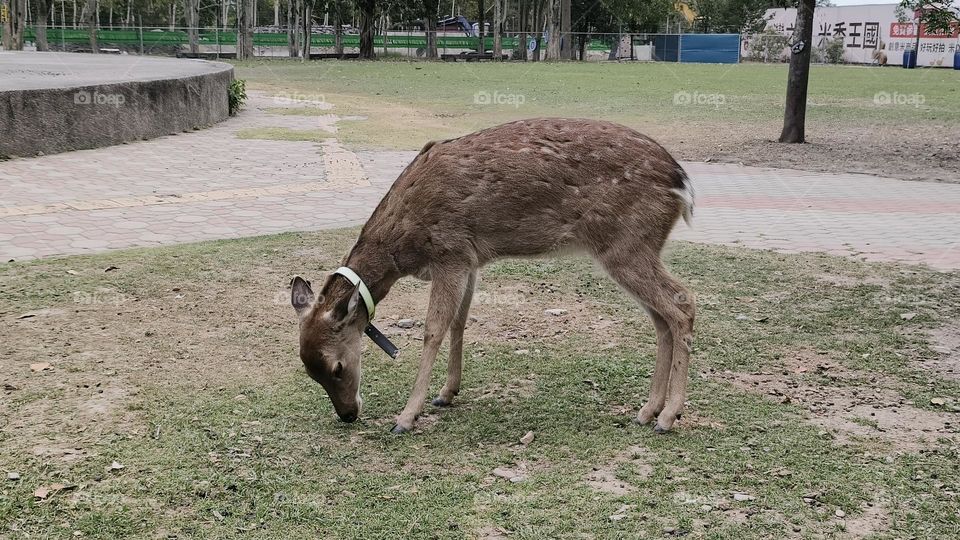 Sika deer in Luye Township, Taitung County