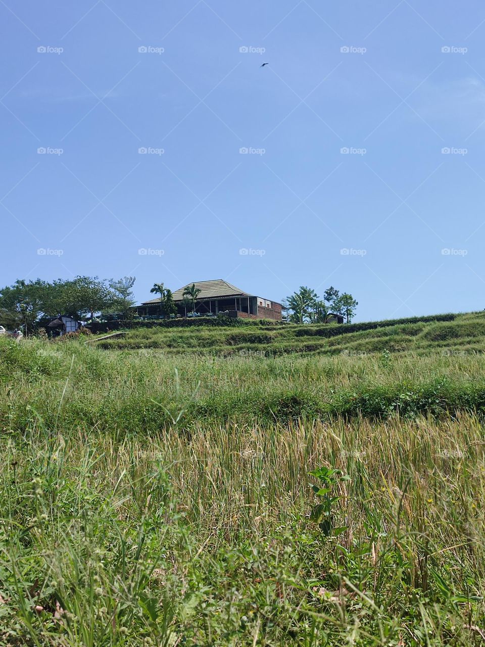 house on the edge of the rice field

￼