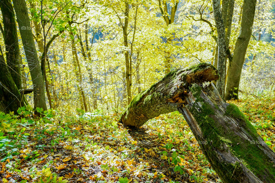 wind broken tree in the forest