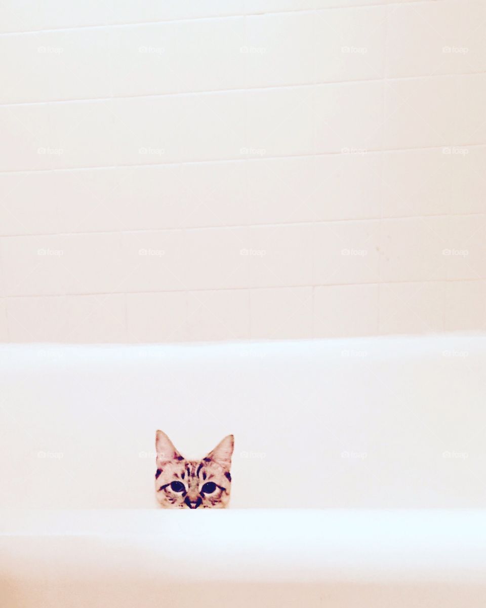 Kitty in a bathtub 