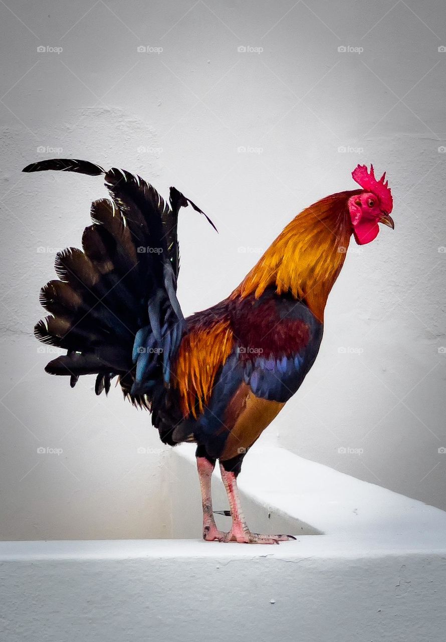 KEY WEST ROOSTER 