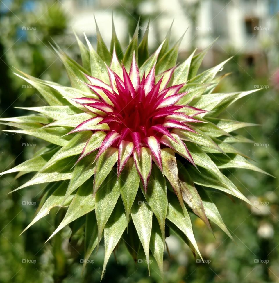 milk thistle