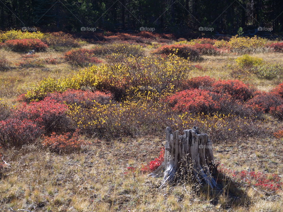 A weathered gray stump in an Oregon forest in a field of fall foliage in beautiful color.