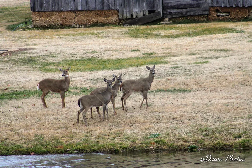 Deer