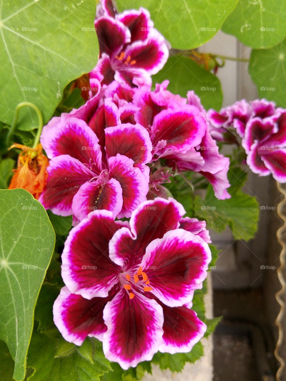 What the pots contain