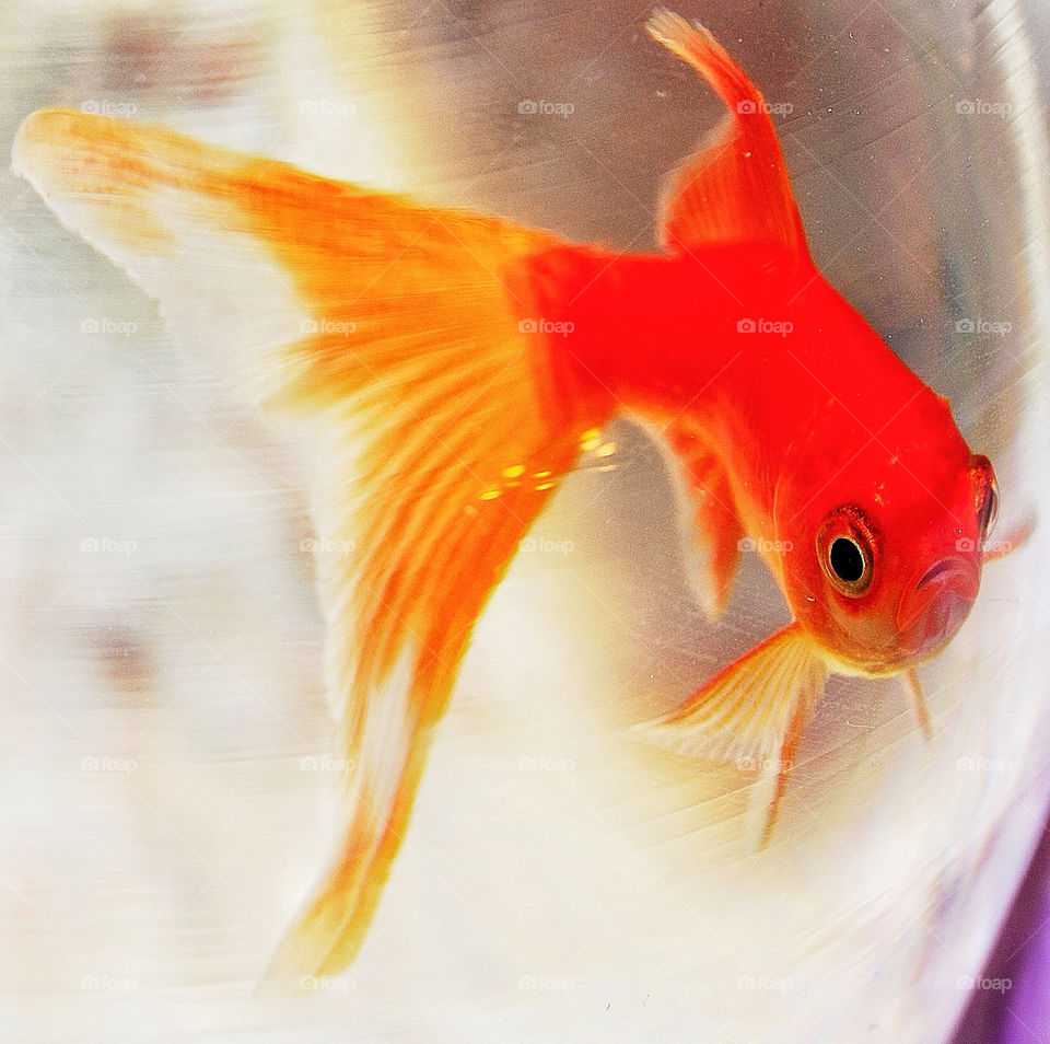 orange fin first niece by delvec