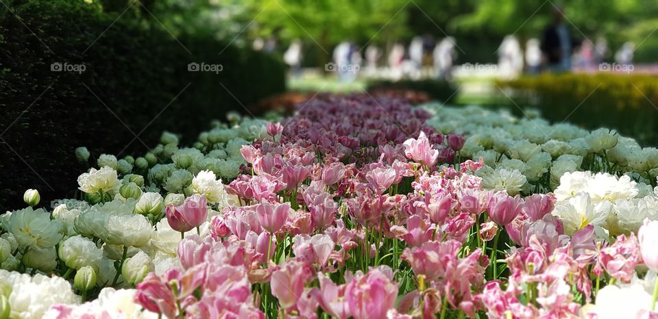 Tulips, Flowers, Park,colorful, nature, color, Sun, bright