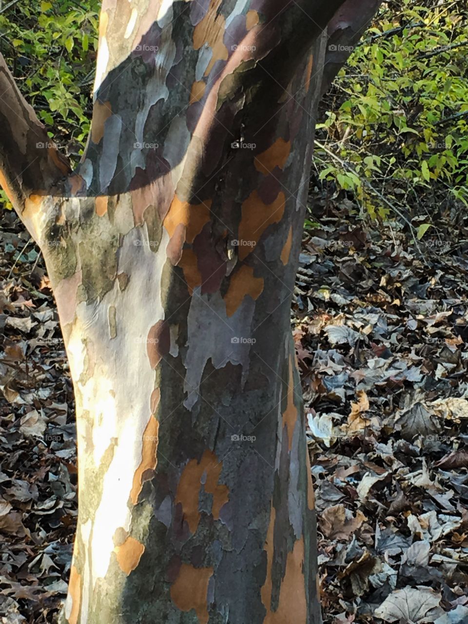 Tree at the Brooklyn botanic garden