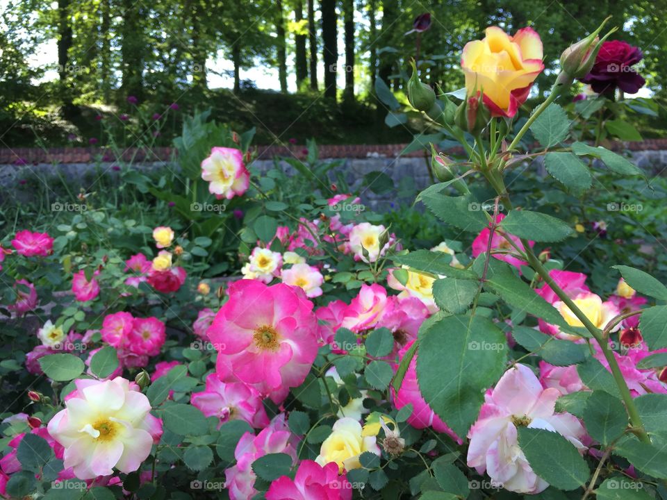 Pink and yellow roses in the gardens at Biltmore Estate.