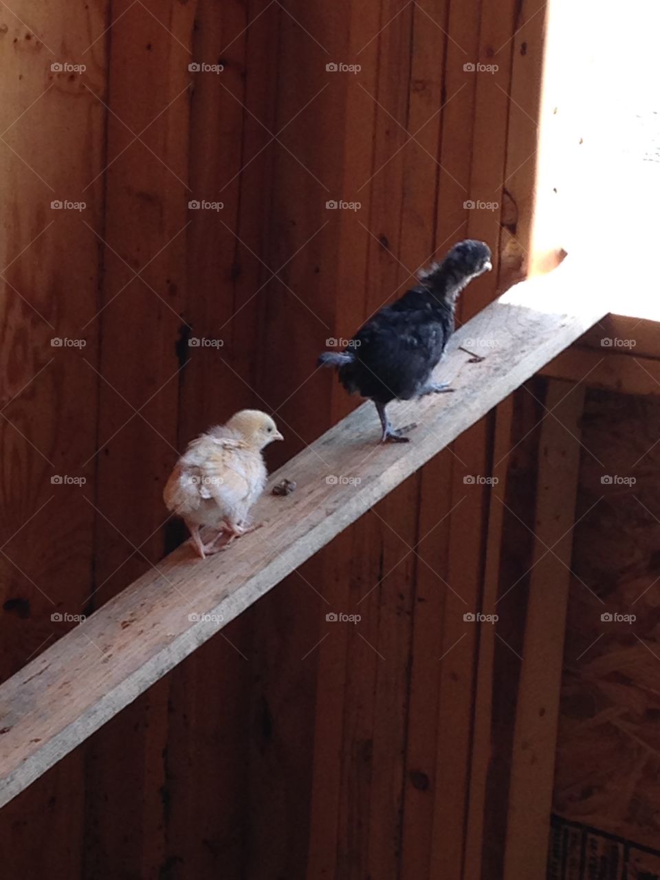 Walk the plank. Chicks climbing a plank of wood