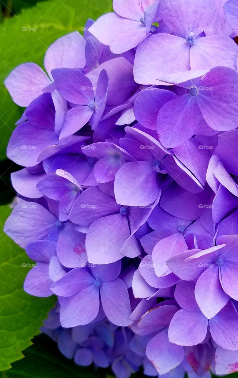 Closeup of purple/pink hydrangea