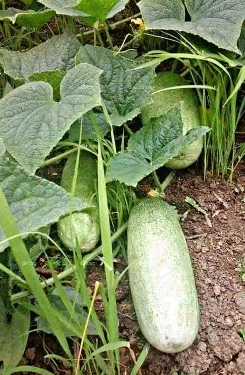 most beautiful and attractive view in the farm.