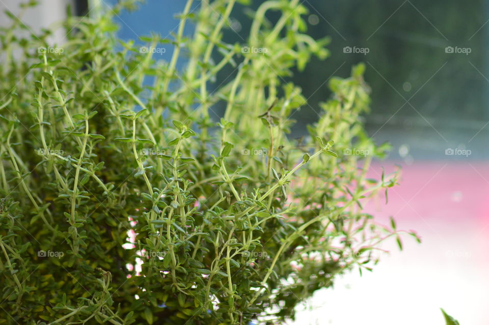 Close-up of fresh herbs