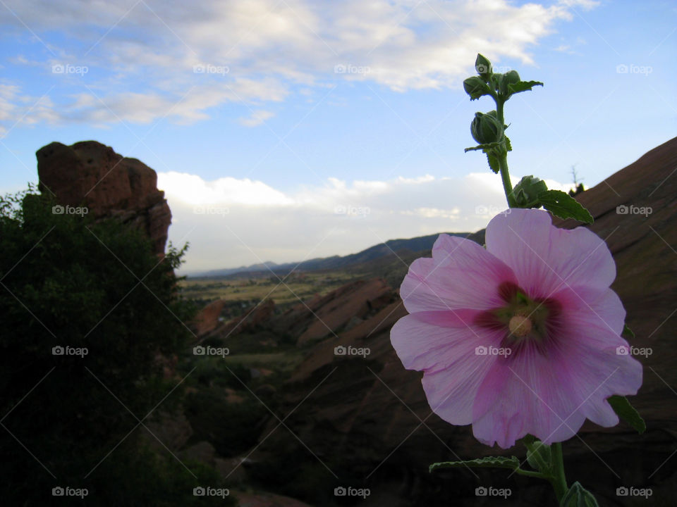 sky pink flower blue by mengzishiliu