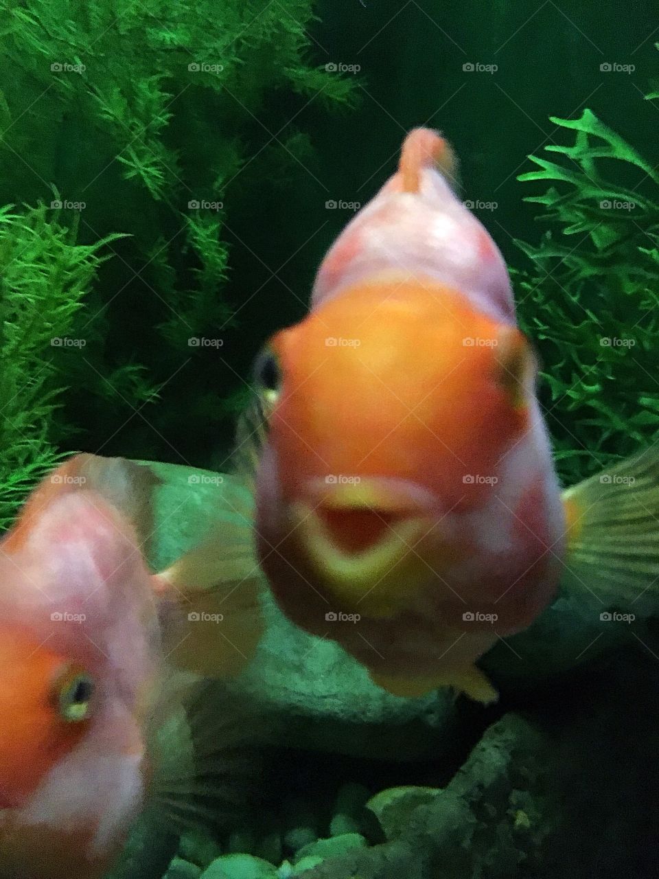 Happy looking fish