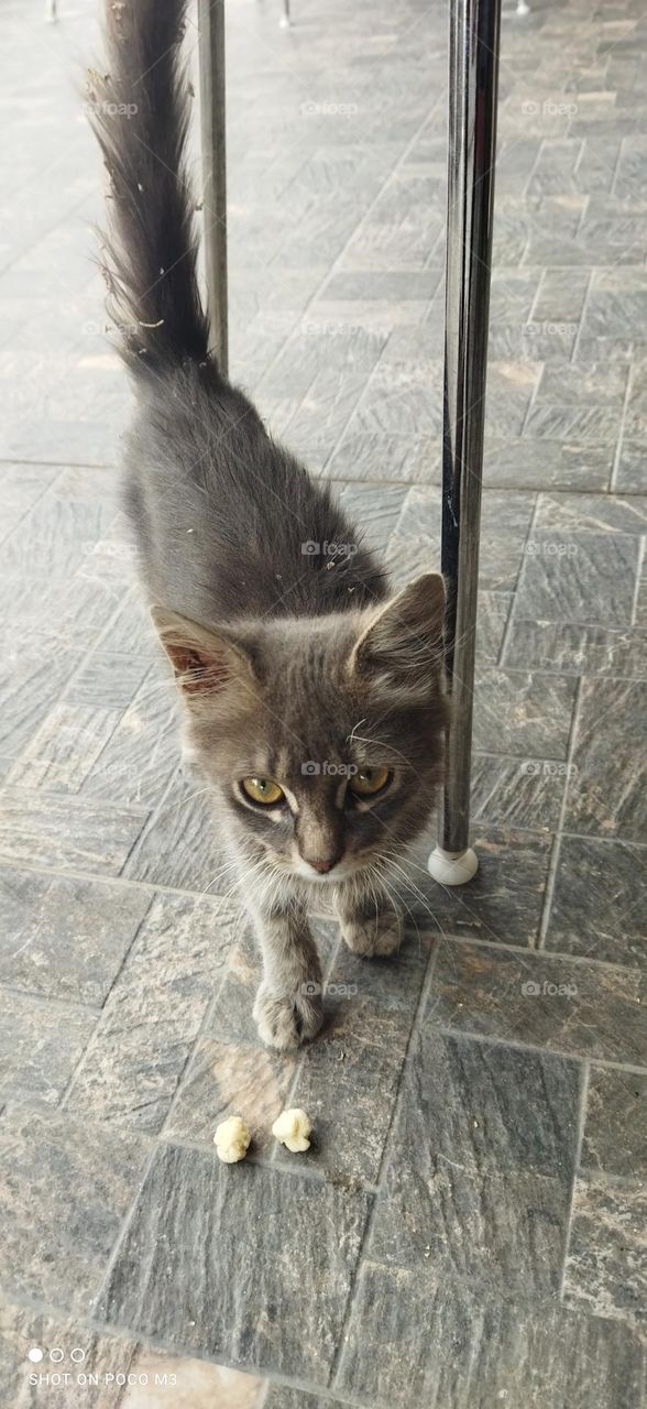 Beautiful grey cat looking at camera.