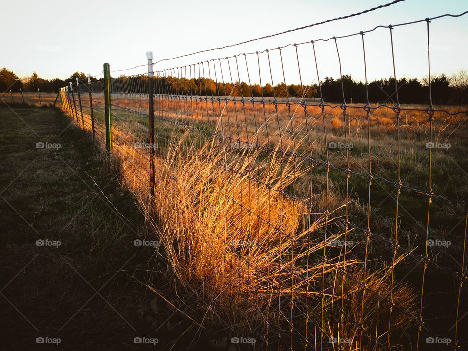 Light on Grass