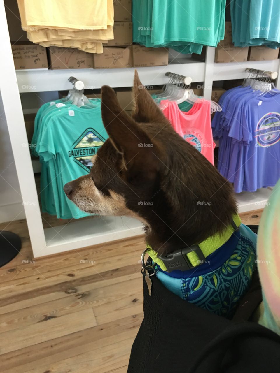 The tourist. Visiting chihuahua comes to Galveston Island, Texas. The island’s favorite souvenir shop at Murdock’s. 