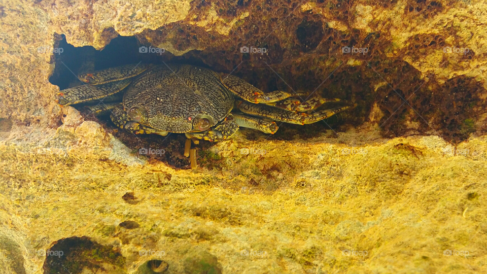 Peekaboo Crab. Exploring reef in the Bahamas, I went in for a closer look at a fish. I realized this guy was perched next to me!