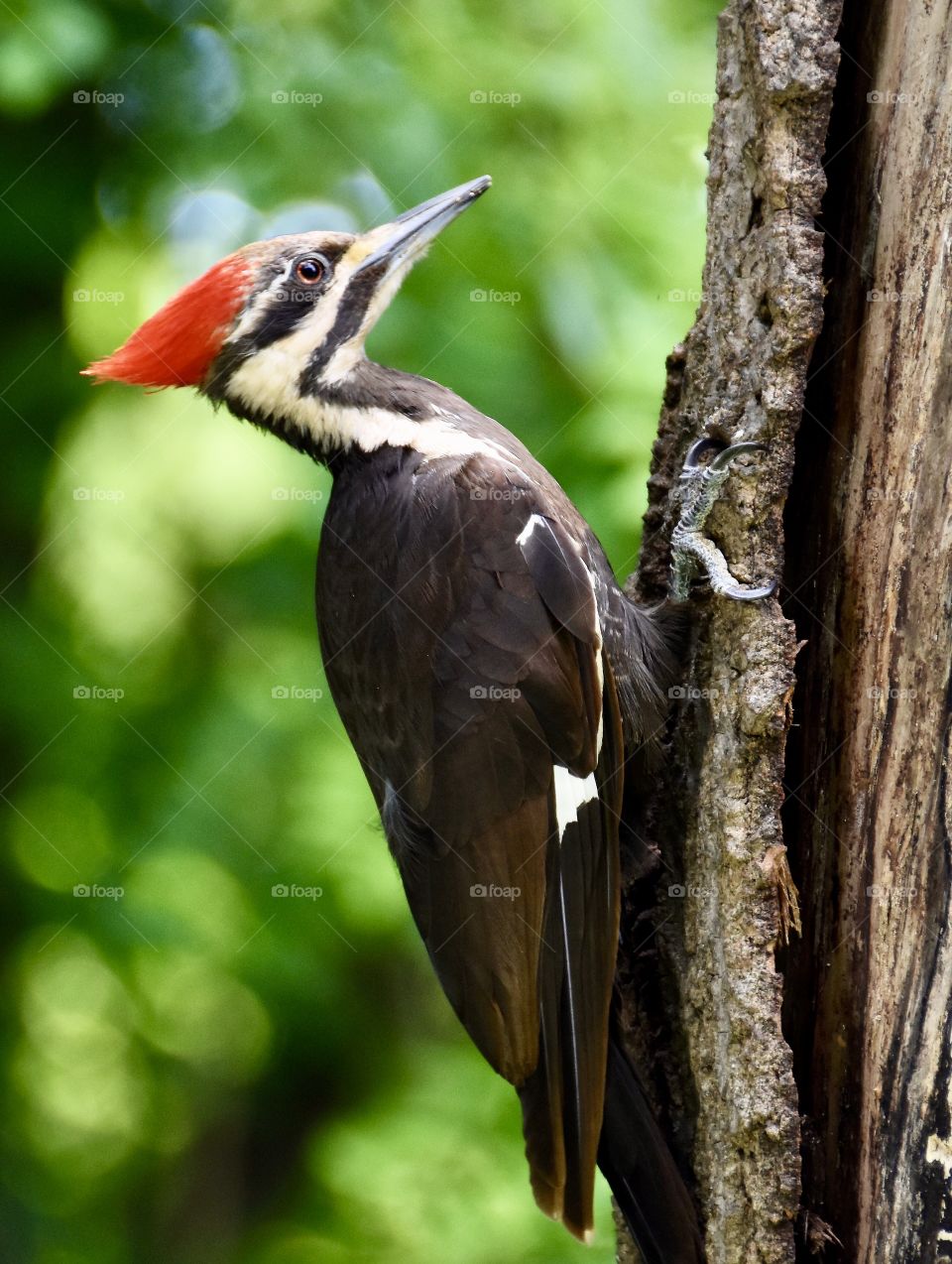 Pileated woodpecker on a tree