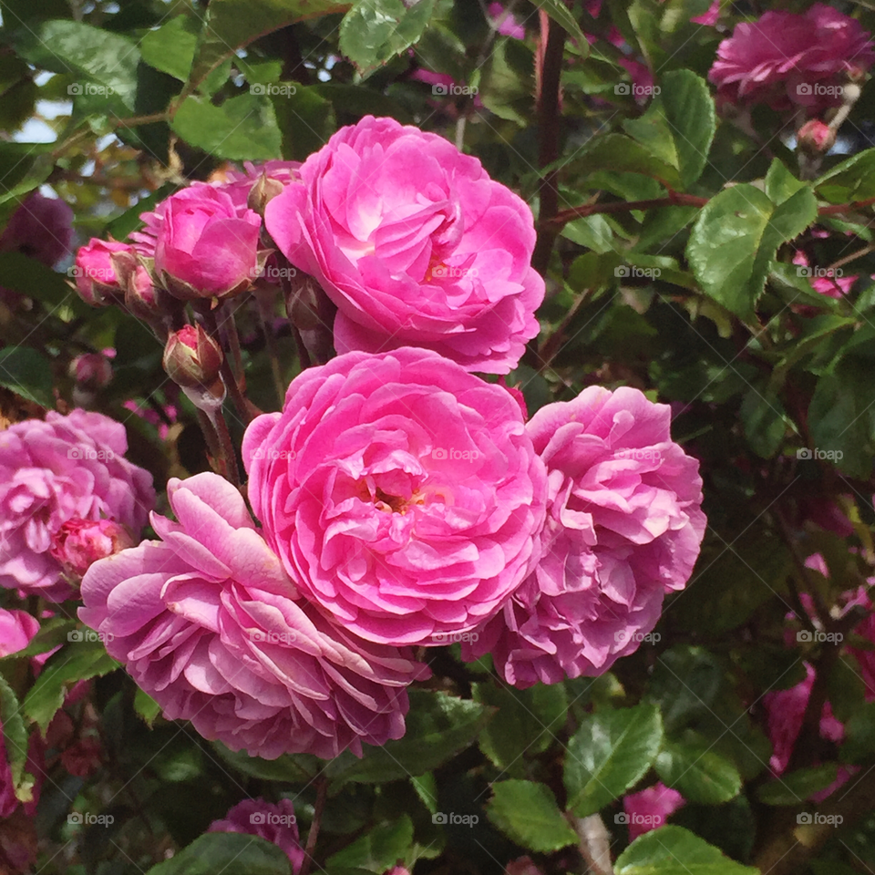 "Kiss Me" shrub rose