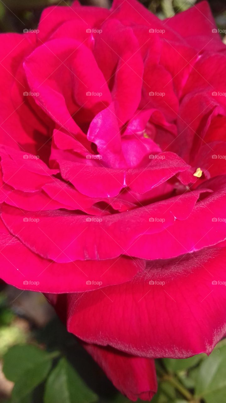 red colour rose flower
