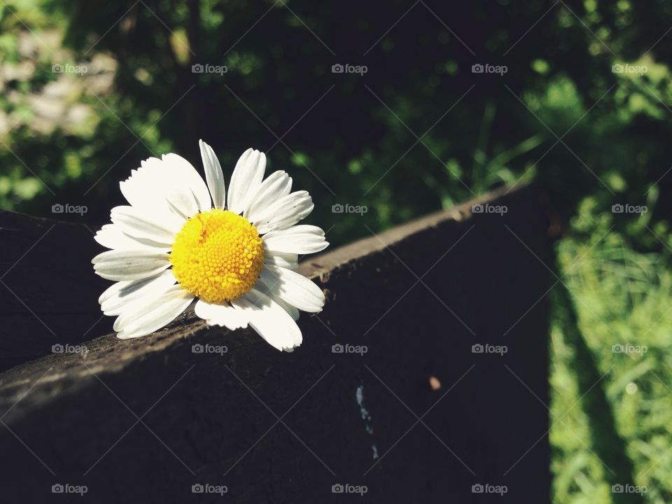 Flower. Little piece of nature 