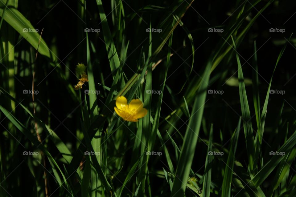 Yellow flower