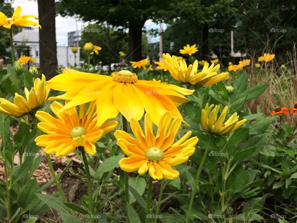 Yellow flowers 