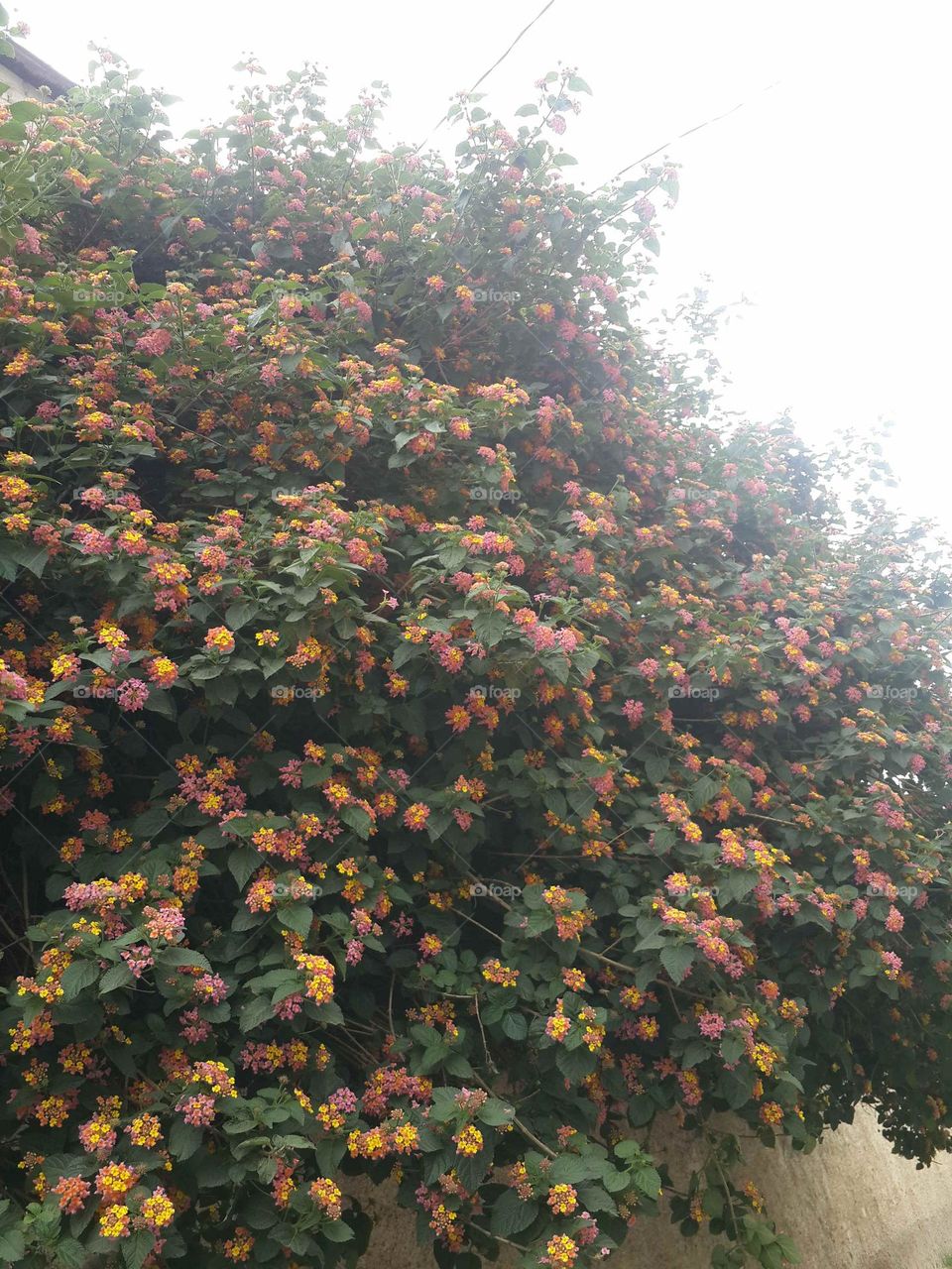 Lantana tree 💐